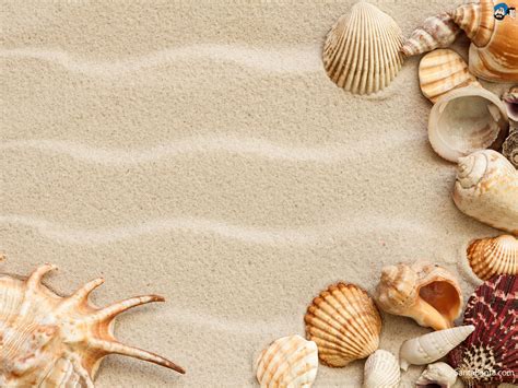 46 Wallpaper Seashells On Wallpapersafari