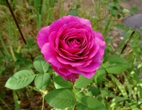 Balkan Star Rose Flowers Plants