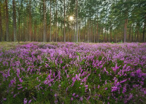 Вереск в лесу Ленинградской области фото и картинки 28 штук
