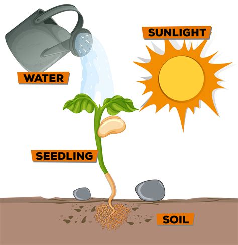 Diagrama Que Muestra La Planta Que Crece Del Agua Y La Luz Solar