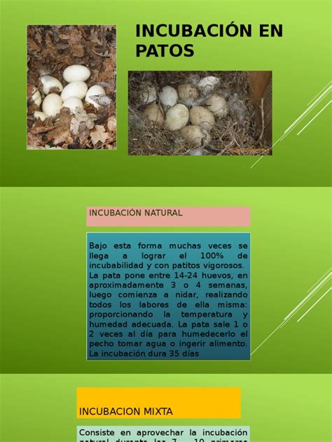 Incubación En Patos Humedad Huevo