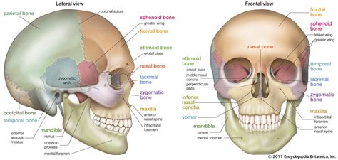96 Skull Anatomy Diagram Quizlet