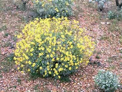 (first in series on sonoran desert invasive plants.) introduction to invasive plants in deserts. Sonoran Desert Plants - Encelia farinosa (Brittlebush ...