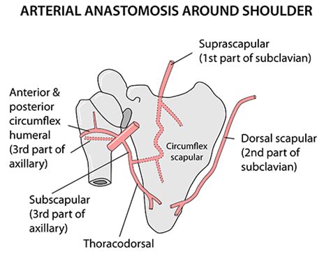 Instant Anatomy Upper Limb Vessels Arteries Scapular