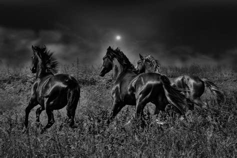 Night Horses By Sabine Peters All The Pretty Horses Beautiful Horses