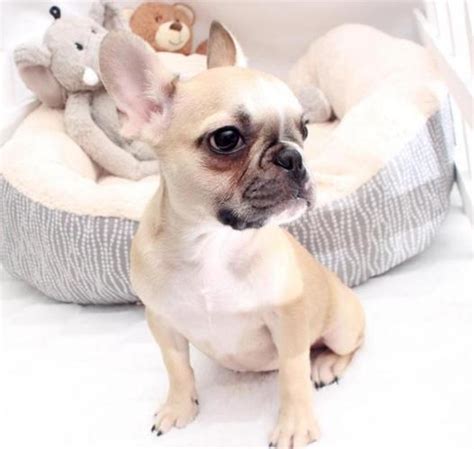 Advertise, sell, buy and rehome french bulldog dogs and puppies with pets4homes. Teacup Miniature French Bulldog Puppy For Adoption for ...
