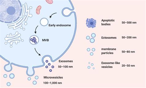 Circulating Extracellular Vesicles Are Effective Biomarkers For
