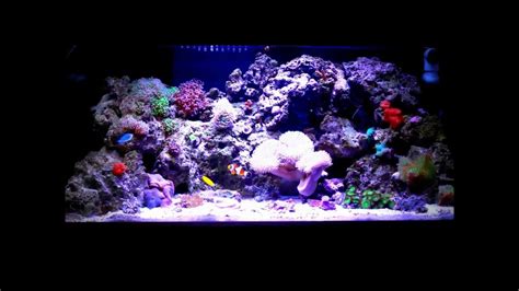 40 Gallon Reef Tank Youtube