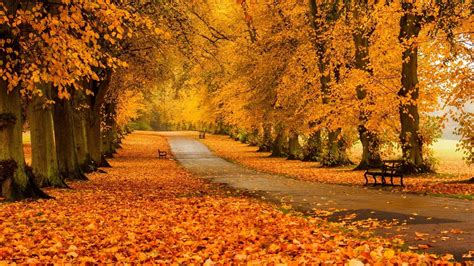 Online Crop Yellow Trees In Landscape Photography Hd Wallpaper