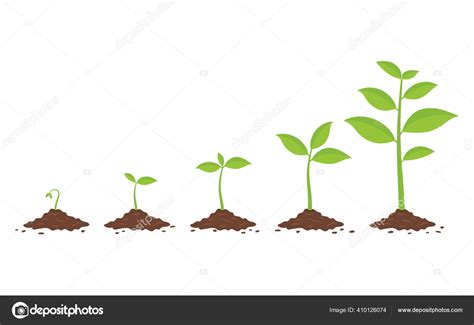 Plantas Que Crecen Suelo Fases Crecimiento Plantas Plantando Infografía