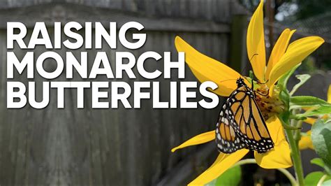 How To Raise Feed And Release The Monarch Butterfly Youtube