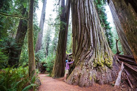 Take A Stroll Through Oregons Gorgeous Giant Redwood Trees