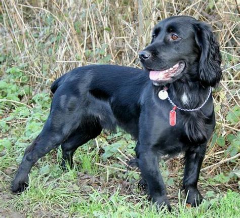 The head is arched and looks slightly flattened when viewed from the field types are bred for hunting and field trial work. 114 best images about Field Spaniel on Pinterest | Spaniel breeds, Westminster dog show and Fields