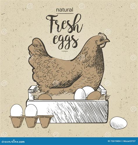 Chicken And Eggs Stock Illustration Image 72619404