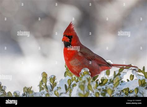 Male Northern Cardinal Bird On A Snowy Bush The Scientific Name Is