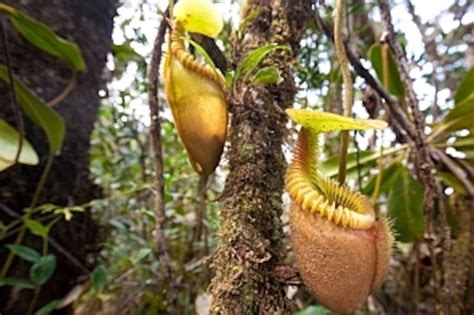 Carnivorous Plants Eating Mouse