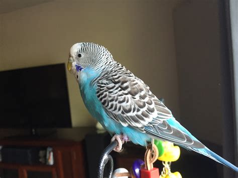 Facts About Parakeet Hearing And How It Impacts Life In The Home