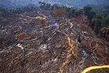 Retrospectiva: Aumento do desmatamento fez Amazônia pegar fogo em 2019 ...