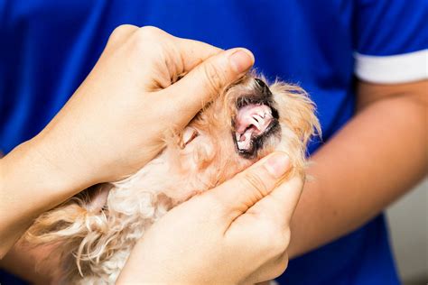 What Causes A Dogs Gums To Turn White