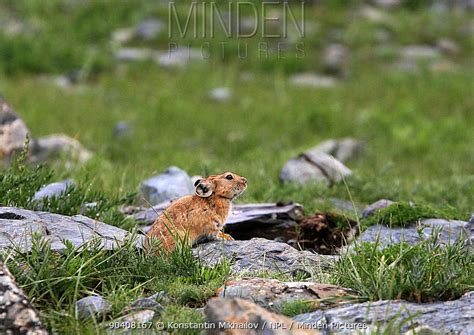 Minden Pictures Stock Photos Daurian Pika Ochotona Dauurica In