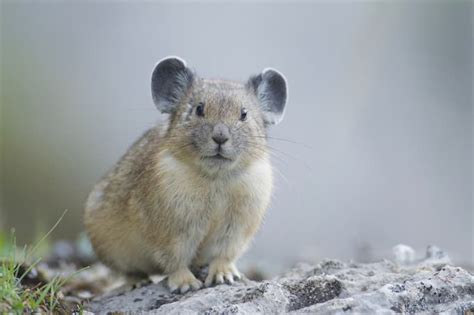 Pikas Cute Animals That Will Melt Your Heart 7 Adorable Pictures In