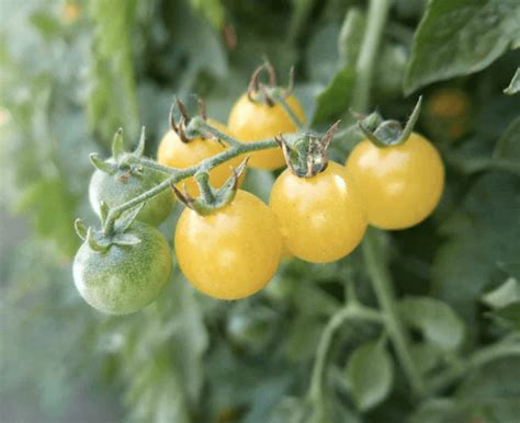 The Top 10 Best Tomatoes To Grow Birds And Blooms