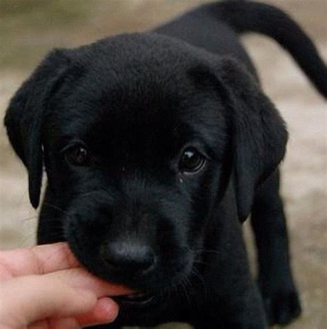 Find Your Perfect Black Lab Puppy For Sale