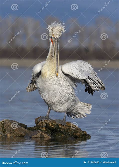 Dalmatian Pelican Pelecanus Crispus Stock Photo Image Of Dalmatian