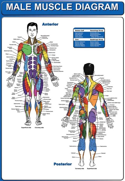 You can click the links in the image, or the links below the image to find out more information on any muscle group. Human Body Muscle Diagrams