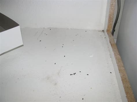 Hopefully, you'll see a few dead mice presented to you in the morning. Mice feces in the kitchen cabinets | Yelp