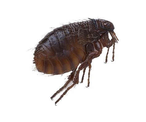 Flea Png Transparent Image Download Size 912x762px