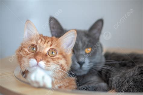 Two Cute Kittens Background Cute Sad Little Eyes Little Cat