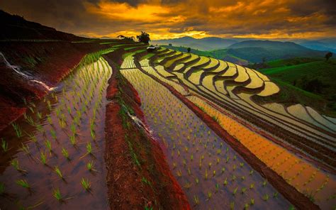Nature Landscape Sunrise Mountain Field Rice Paddy