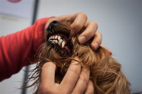 Most Common Oral Tumors In Dogs And Cats Should We Worry About Them