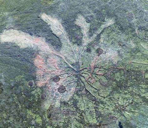 The Worlds Oldest Forest Dating Back 386 Million Years Has Been