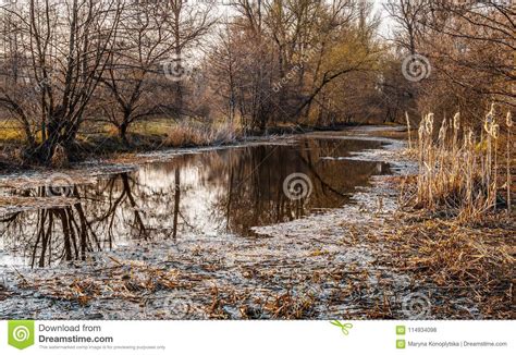 Marshy Spring Meadow Stock Photo Image Of Nature Cloudy 114934098
