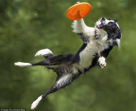 Photos Of Border Collies Up To Six Feet Off The Ground As They Catch