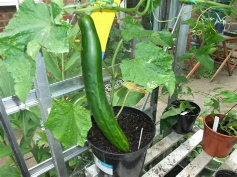 9 Tips For Growing Cucumbers In Pots And Increase Yield
