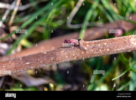 Macro Shot Of A Female Blossom Of A Hazelnut Corylus Avellana At A