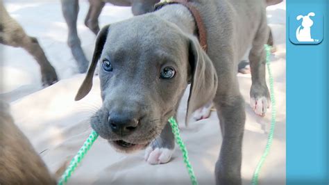 I have 6 akc registered great dane puppies they were born nov 18 2020 and will be ready to go jan 13 2020 i have three harlequin. 13 Great Dane Puppies Tug-Of-War (COMPLETE CHAOS!) - Puppy ...