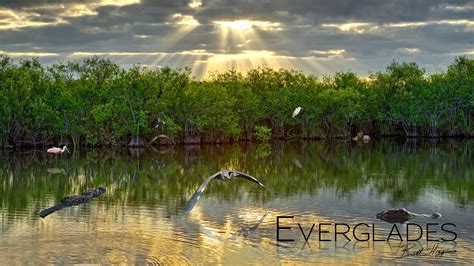 29 Everglades National Park Wallpapers Wallpapersafari