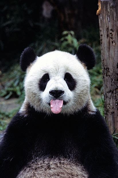 38 Bing Panda Bear Wallpaper Wallpapersafari