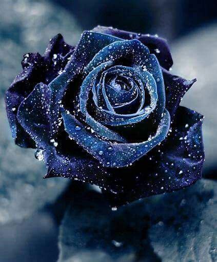Blu Rose Blue Roses Wallpaper Flower Wallpaper Ronsard Rose Rare