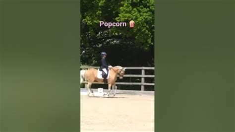 Harlow Popcorn And Panda At Their Dressage Show Youtube