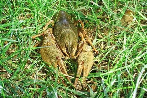 How To Eliminate Crawfish From The Lawn Fast Amy Krist
