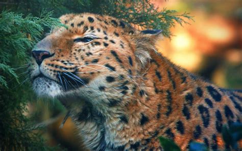 cute, Amur, Leopard Wallpapers HD / Desktop and Mobile Backgrounds