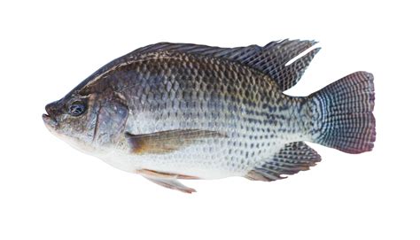 Tilapia Fish 2 Kg Atlantic Shrimpers Limited
