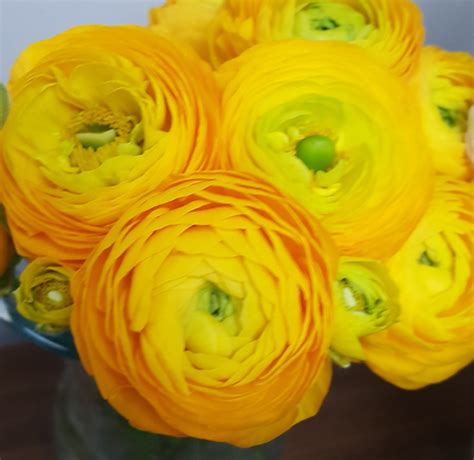 Ranunculus Yellow Ranunculus Flowers And Fillers Flowers By