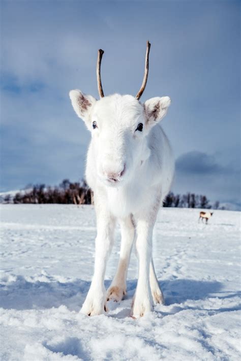 White Reindeer In Norway 5 Pics