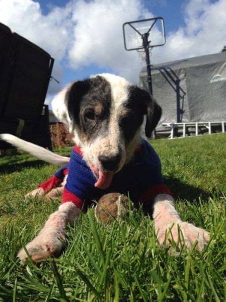 Injured And Neglected Dog Gets A New Life In 30 Days 24 Pics